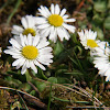 Common daisy, Lawn daisy