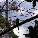 Andean MotMot