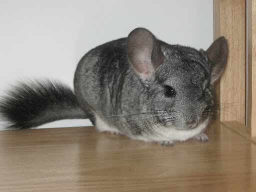 File:Standardchinchilla.jpg - Wikimedia Commons