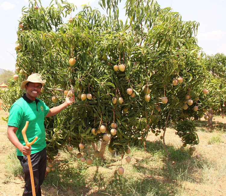 Charles Musau Kibwezi Agro fruit farm in Makueni