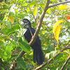 Asian Koel (male)