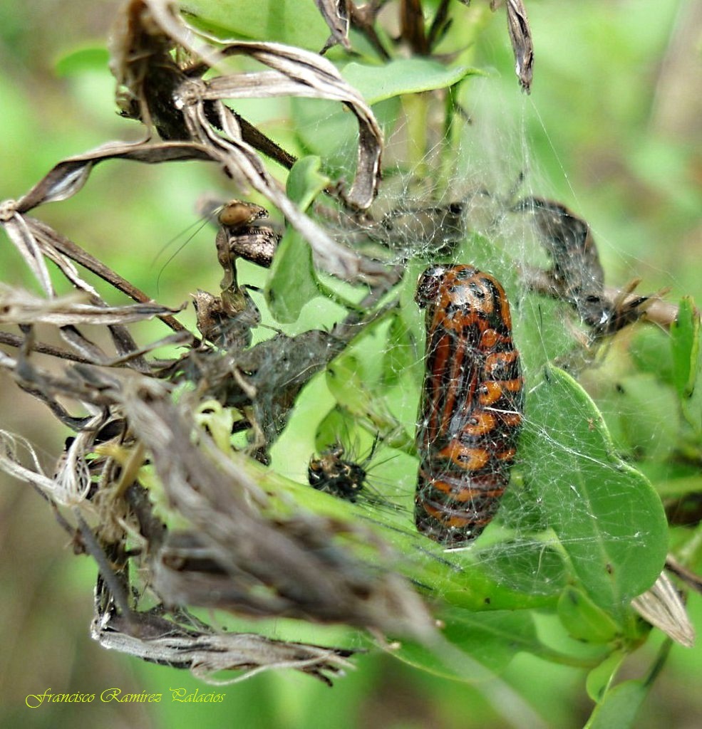 Bella Moth Chrysalis