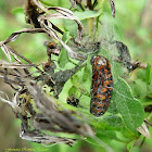 Bella Moth Chrysalis