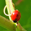 Western blood-red ladybird beetle