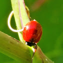 Western blood-red ladybird beetle