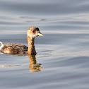 Little grebe