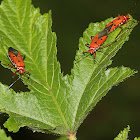 Red Cotton Stainer