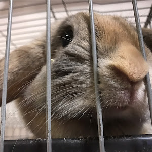 ゴルフ7