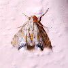 Crambid Moth