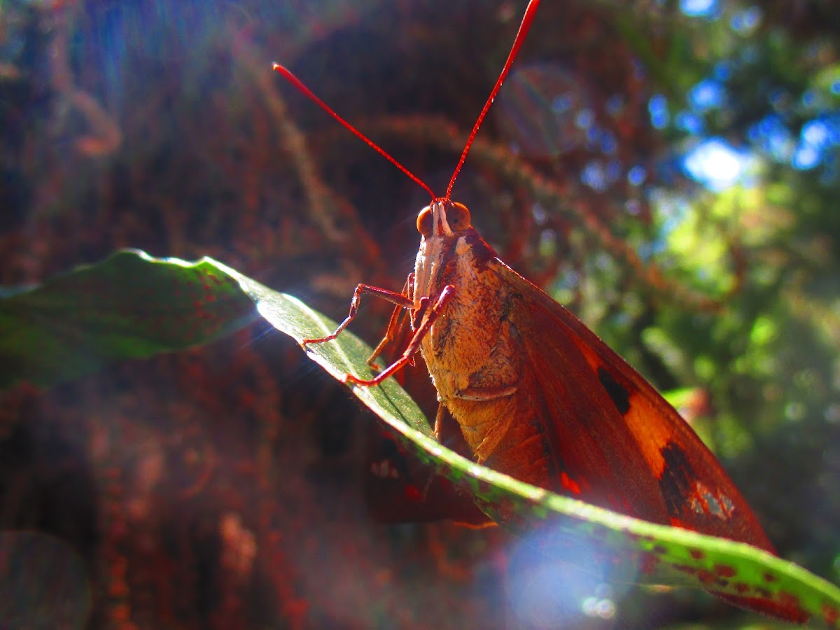 Castniinae butterfly