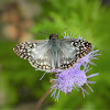 Tropical checkered skipper