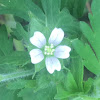 Carolina Geranium/Crane's Bill Geranium