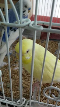 フルーツ飴とチーズハッドクとインコたち