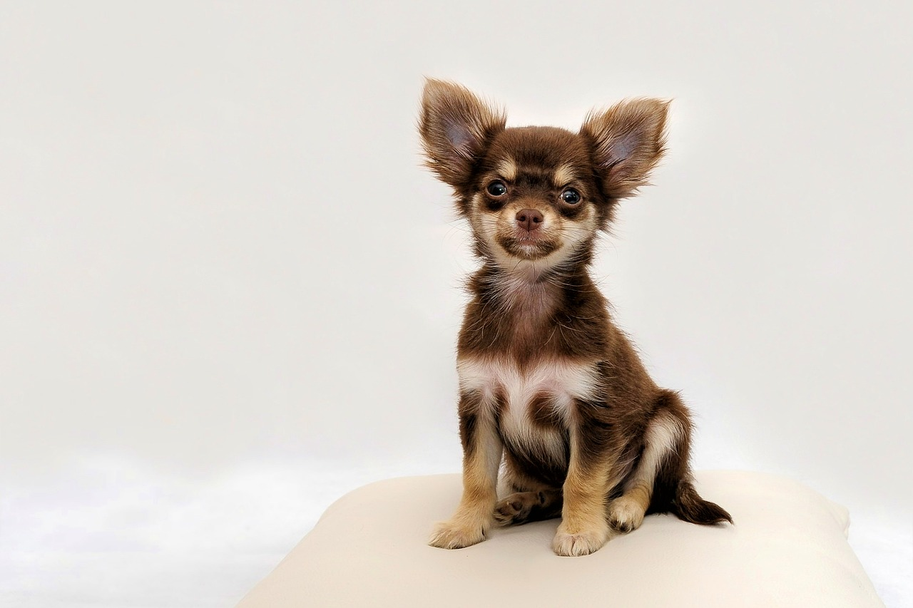 How Often Should Chihuahuas Be Walked?
