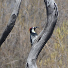 Acorn Woodpecker