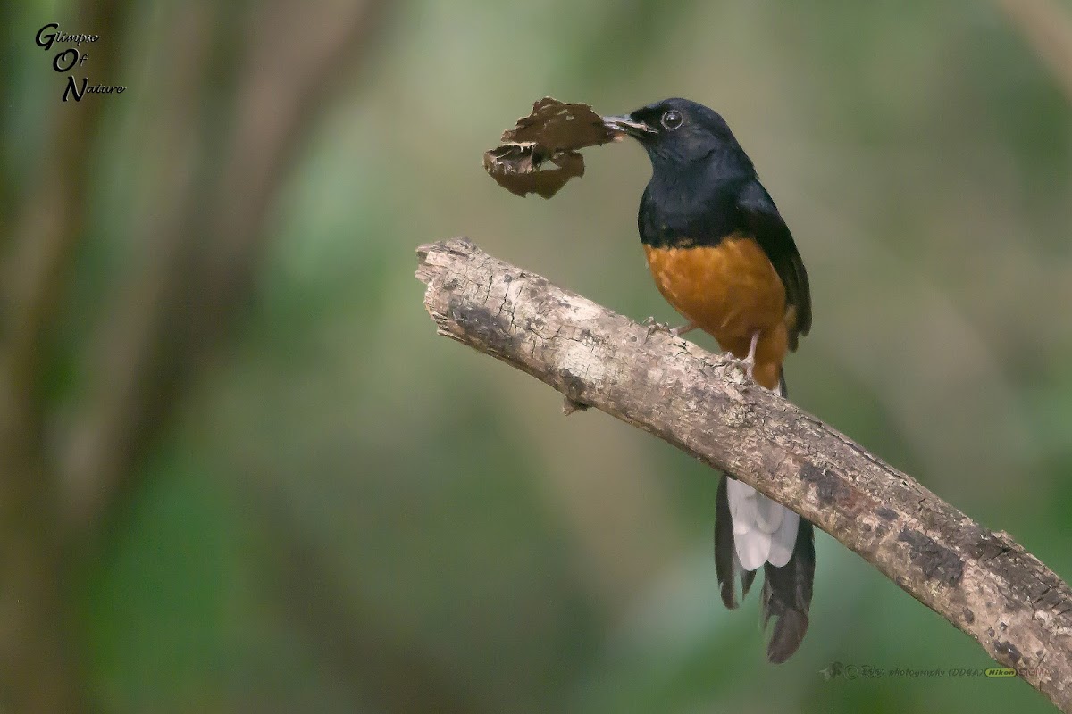 WHITE RUMPED SHAMA