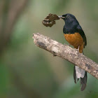 WHITE RUMPED SHAMA