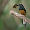 WHITE RUMPED SHAMA