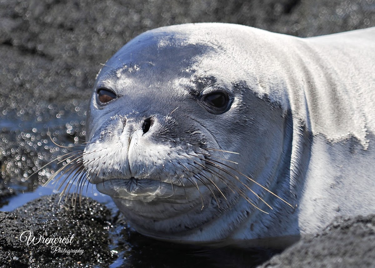 Hawaiian Monk Seal