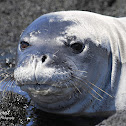 Hawaiian Monk Seal