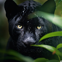 Black Panther in the Green Forest