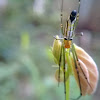 Nephila