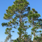 Slash Pine