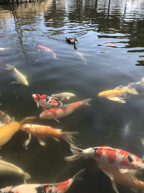 ヴェルファイアの水族館・淡水魚・羽生水族館・鯉？・家族でおでかけに関するカスタム事例の投稿画像5枚目