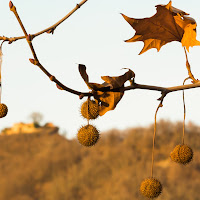 Les feuilles mortes di 