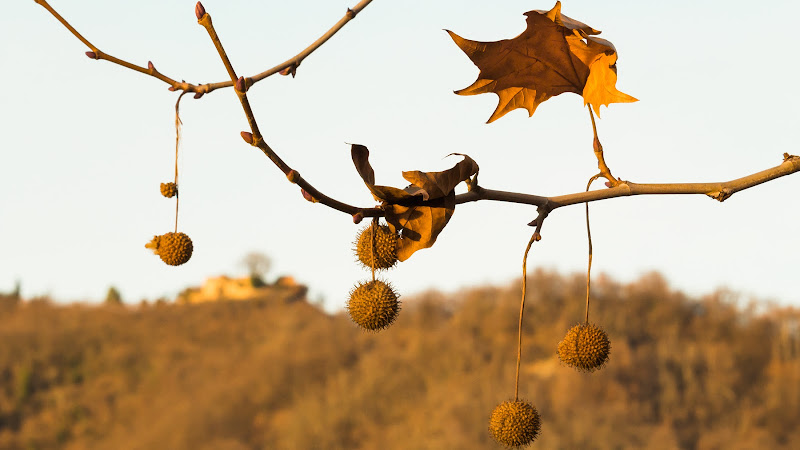 Les feuilles mortes di Detu