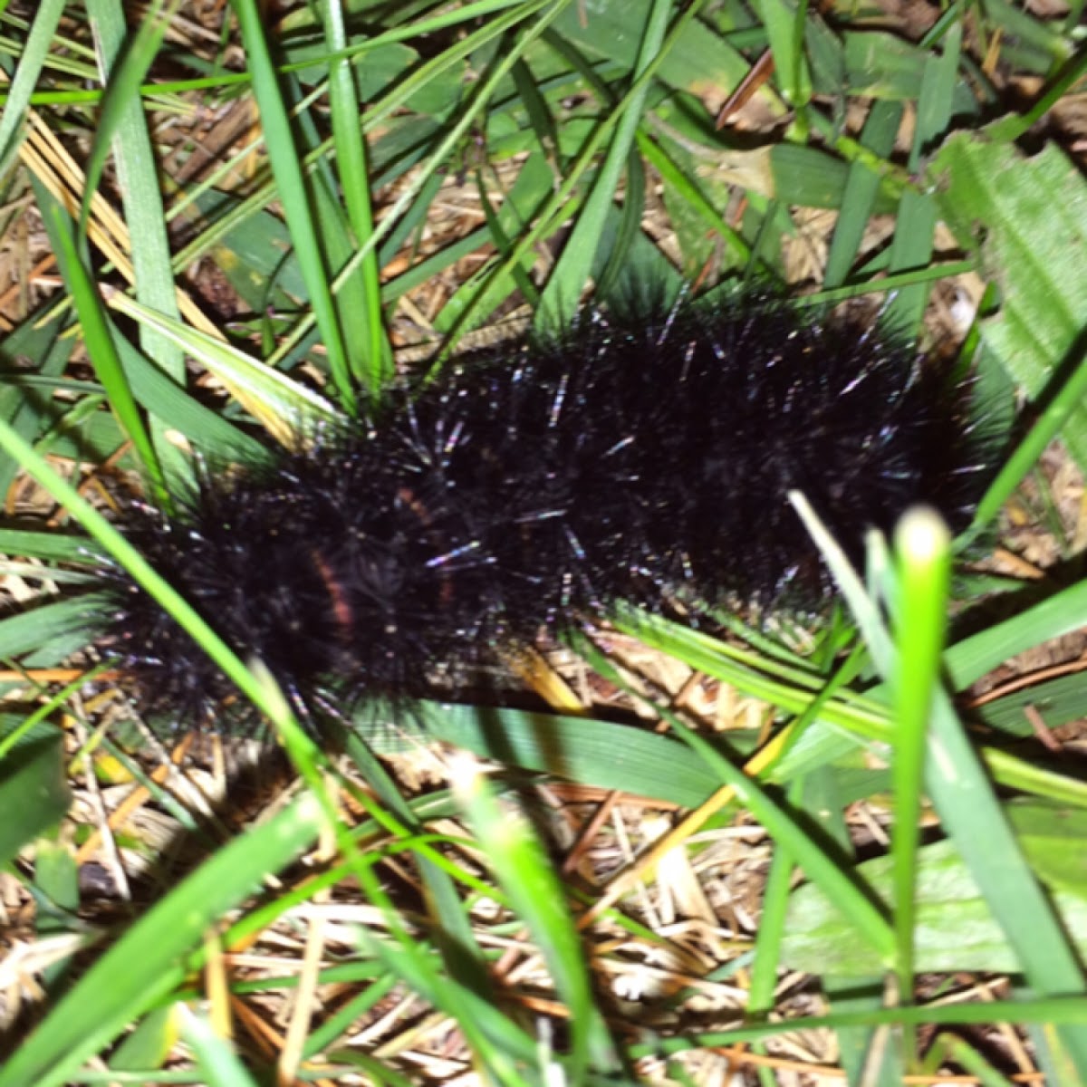 Giant Leopard Moth