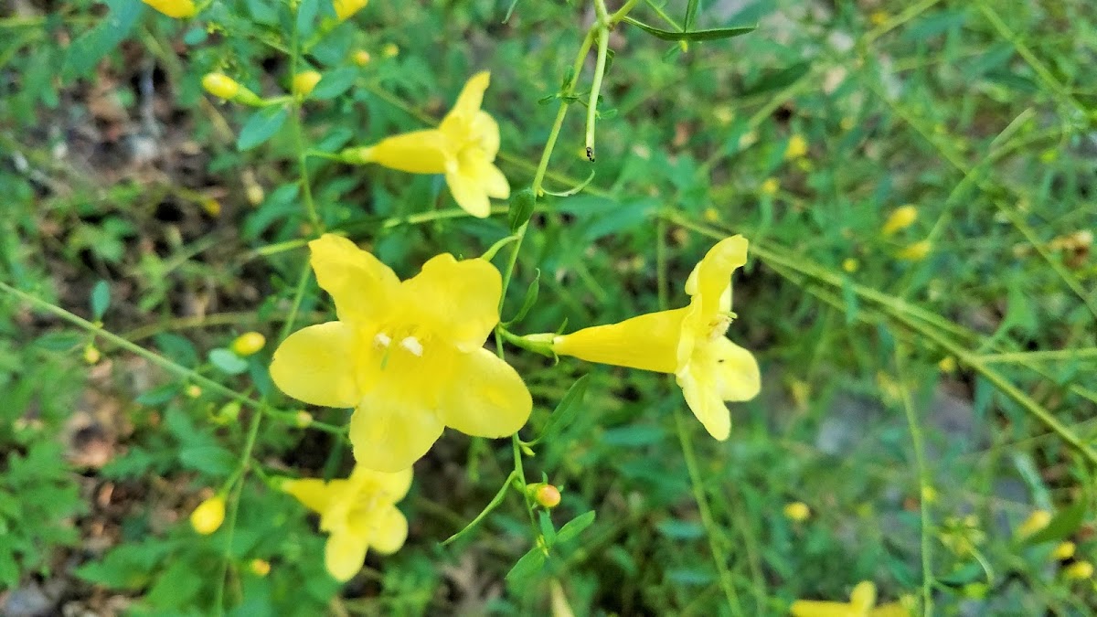 Yellow Jessamine