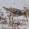 Wood Sandpiper; Andarríos Bastardo