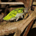 Jewel Beetle