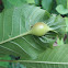 Oriental chestnut gall wasp