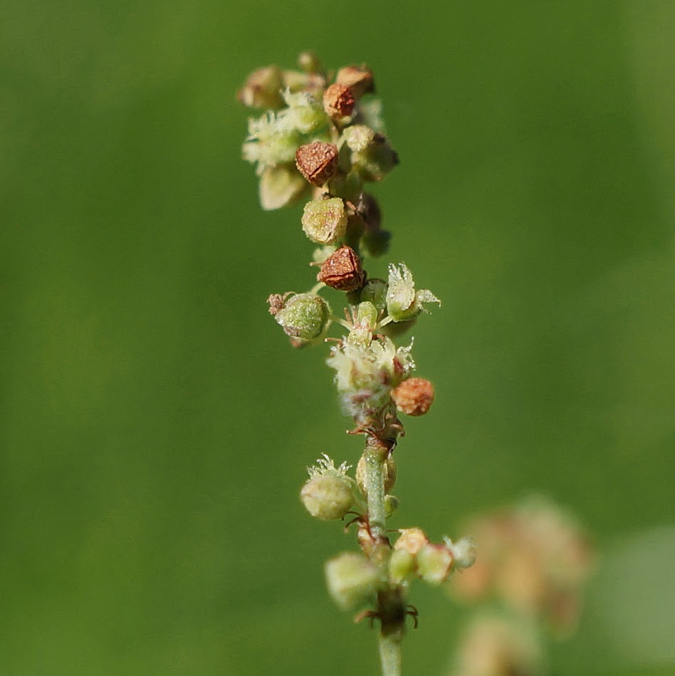 bloeiwijze met bloem en vrucht (vrouwelijke plant)