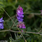 Tufted Vetch