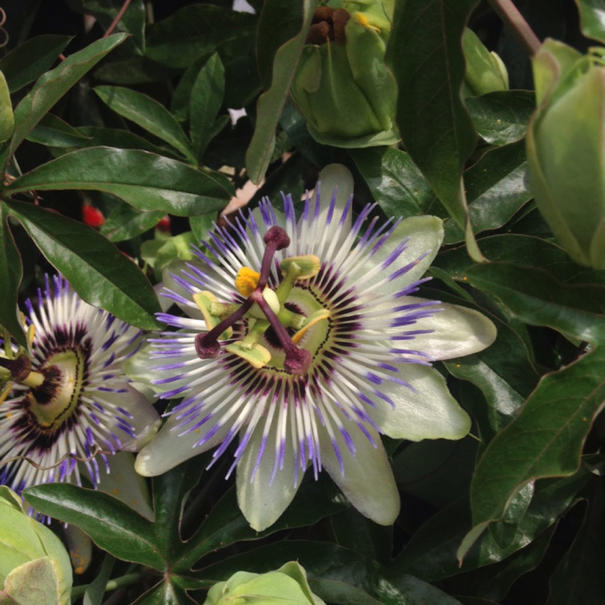 Passion flower