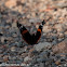 Red Admiral