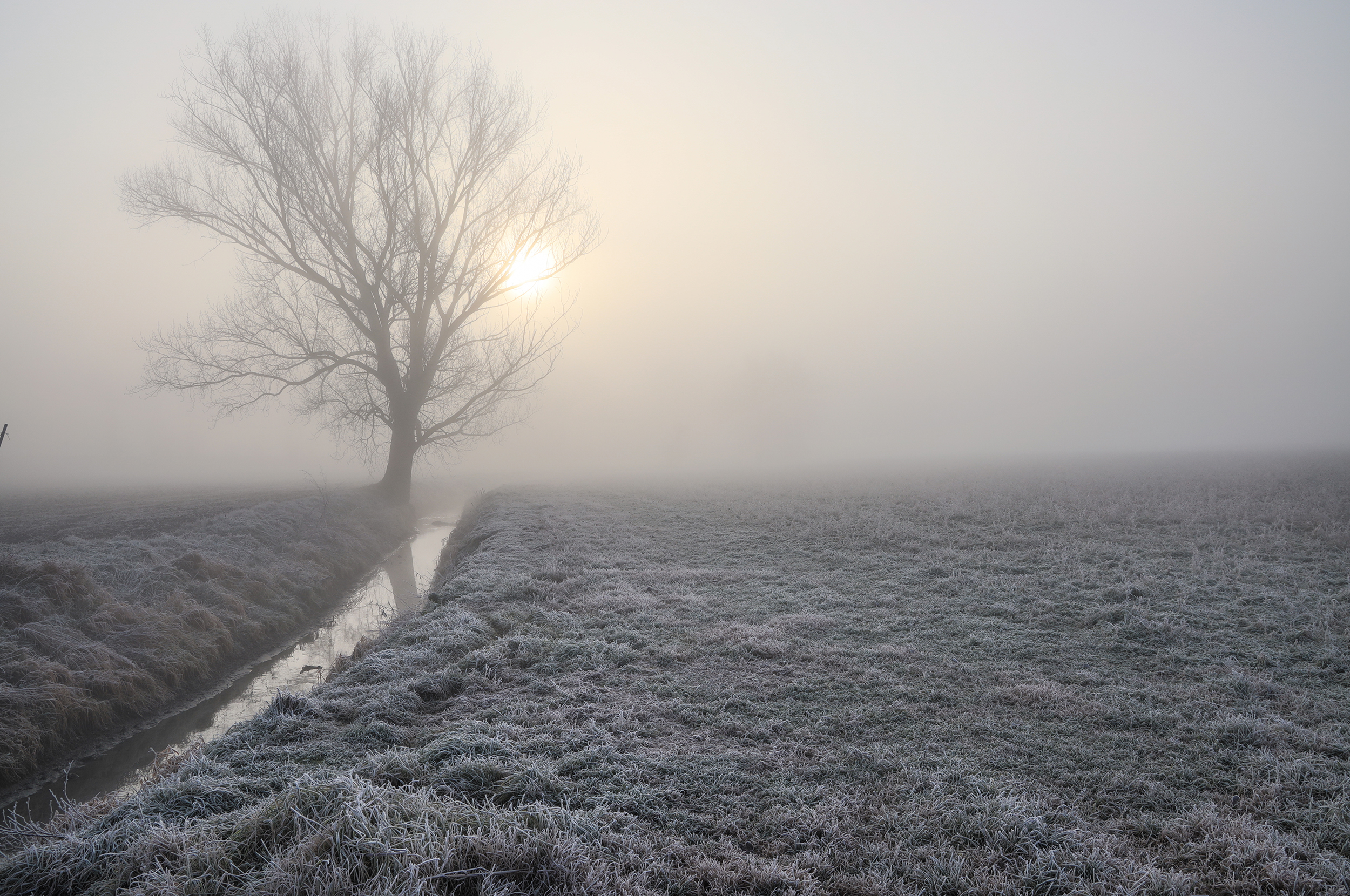 solitario nella nebbia di PaolaTizi