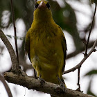 Black-naped Oriole