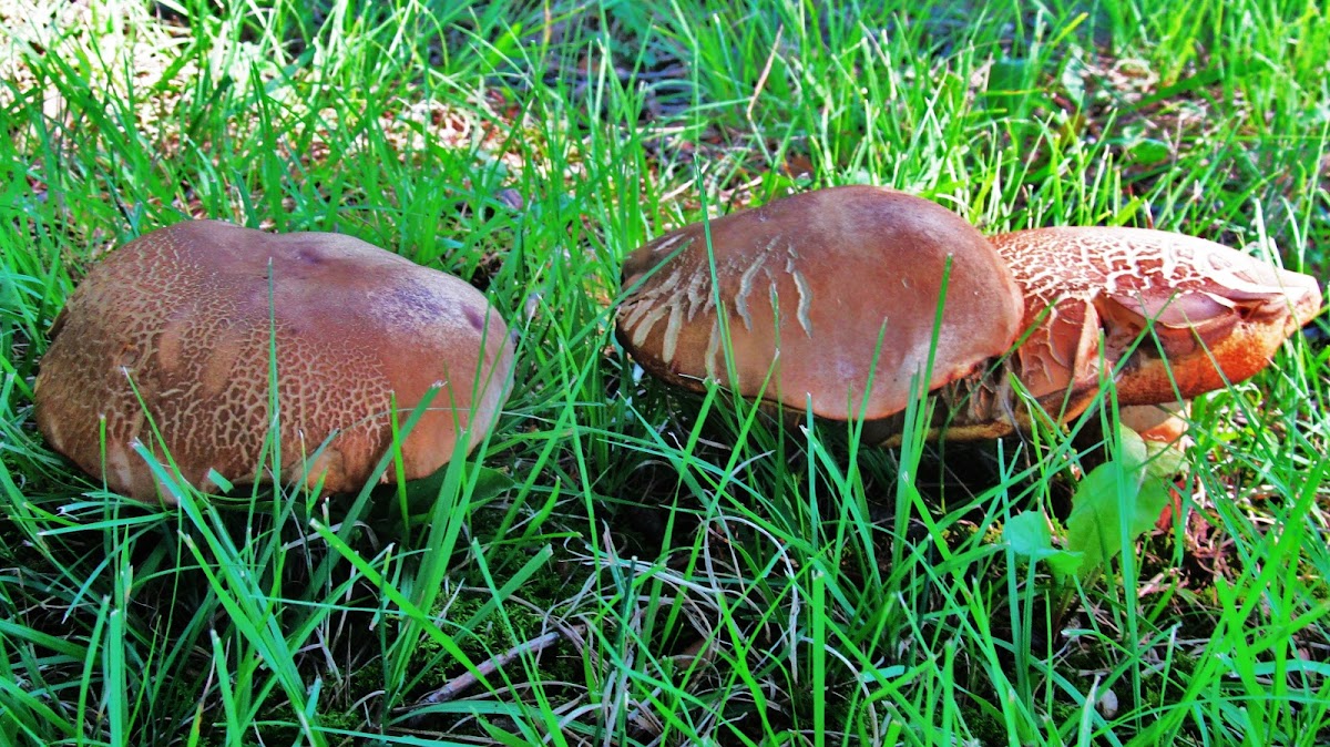 Unknown mushrooms