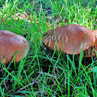 Unknown mushrooms