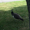 Indian Peafowl (Female)