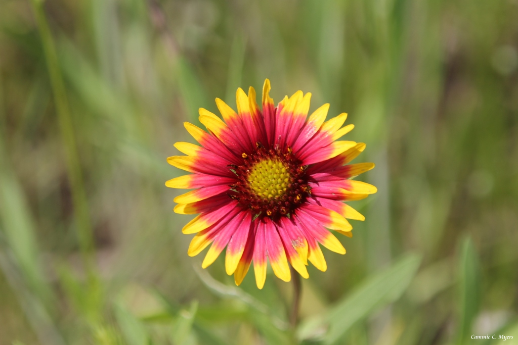 Indian Blanket Flower