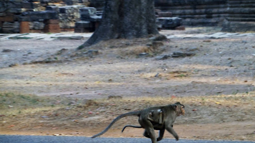 Monkey Morning in Cambodia 2016