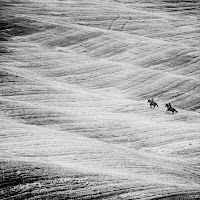 Nel montare un cavallo, noi prendiamo in prestito la libertà. (Helen Thomson) di 