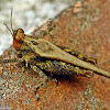 Pygmy Grasshopper