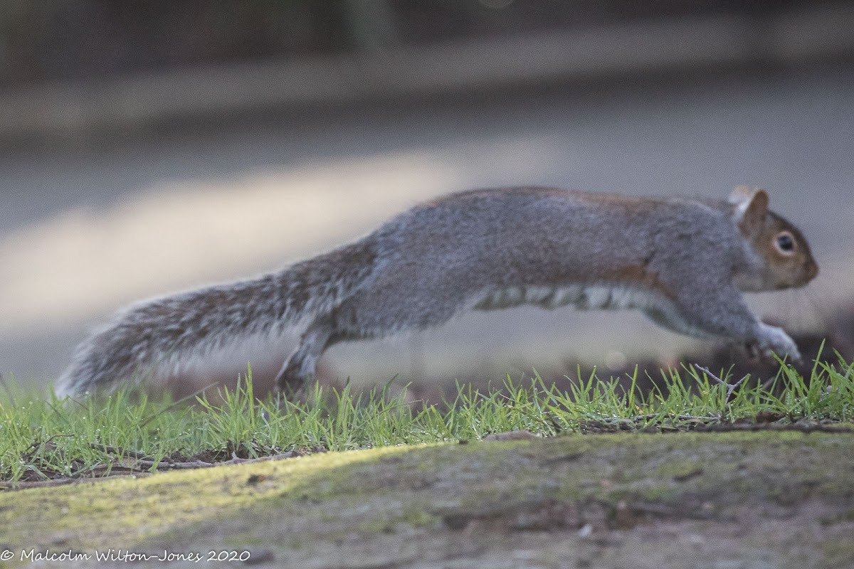 Grey Squirrel