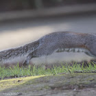 Grey Squirrel